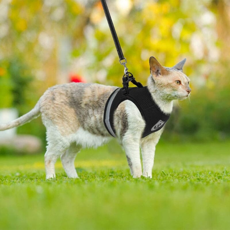 Colete Regulável e Super Confortável Para Cachorro e Gato
